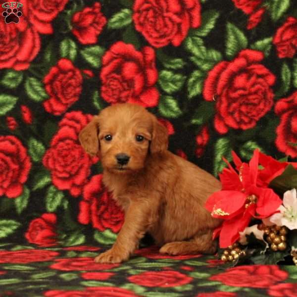 Comet, Mini Goldendoodle Puppy